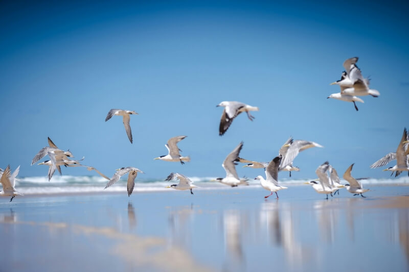 海浜の地上ギリギリを飛んでいる沢山の渡り鳥